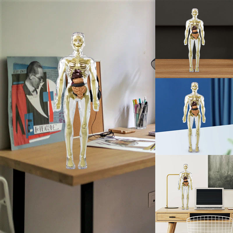 3D human body torso model for kids anatomy model skeleton